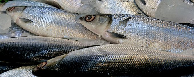 свежие тушки рыбы ханос