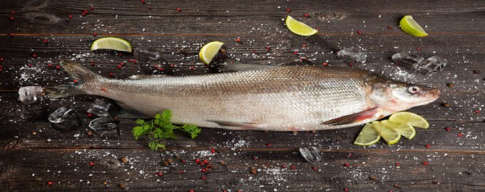 =внешний вид рыбы муксун