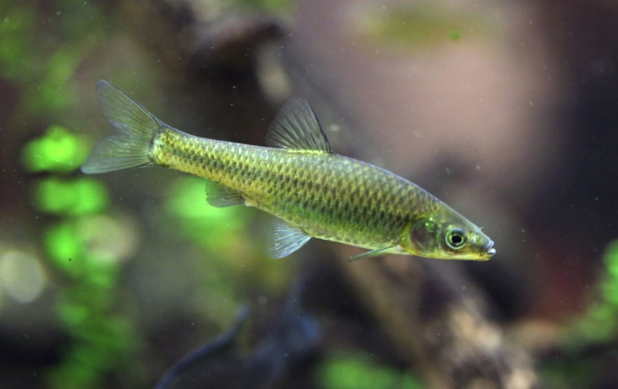 как выглядит пескарь 