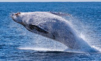 крупный кит