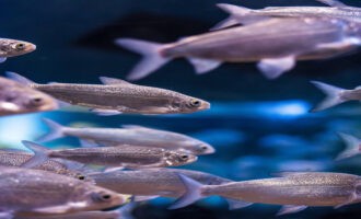 внешний вид рыбы пелядь