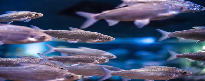 внешний вид рыбы пелядь