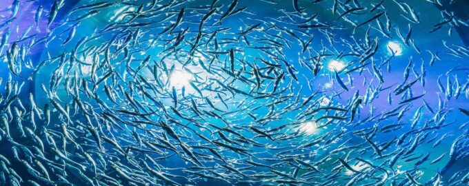 рыбы собрались в косяк