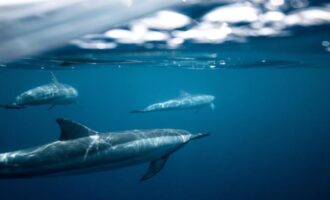 самые глубоководные рыбы