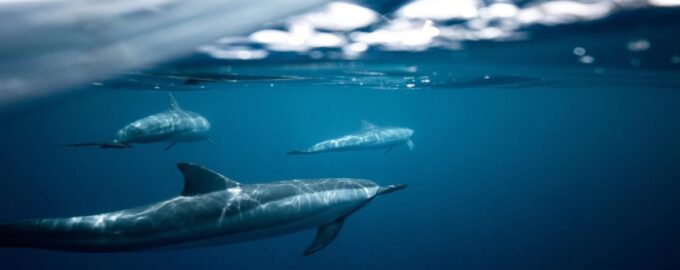 самые глубоководные рыбы