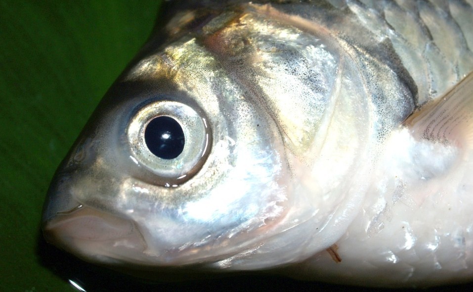 каквіглядит плотва