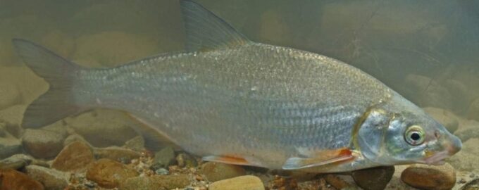 подуст в есетсвенной среде обитания