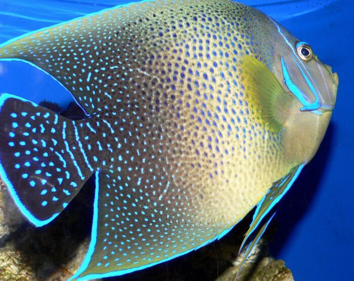 Королевский ангел или помакантус 