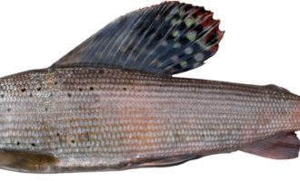 европейский хариус