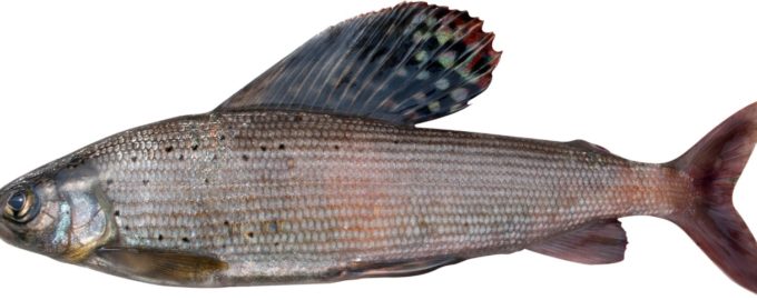 европейский хариус