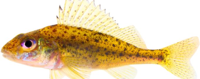 большой ерш