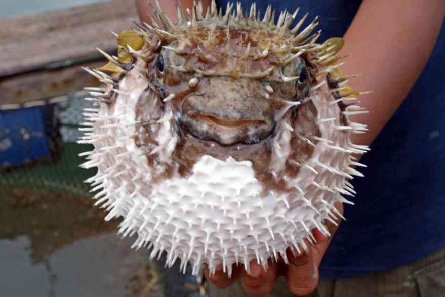 фугу с колючками