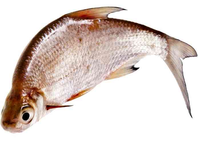 свежая густера 