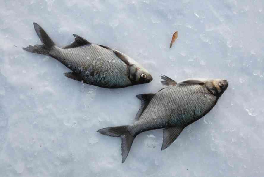 рыба густер 