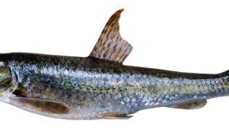 рыба пескарь