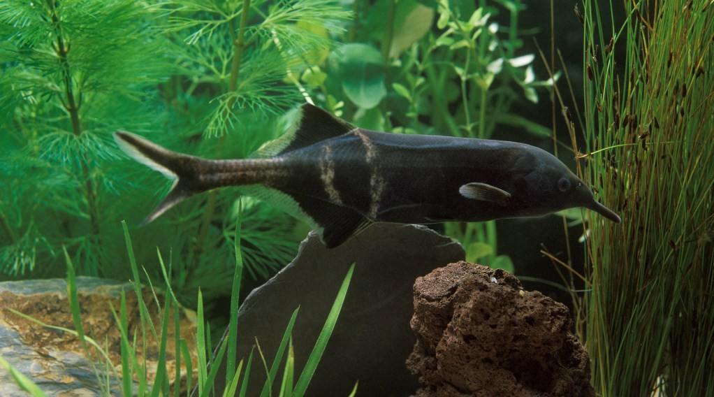 слон с хоботом 