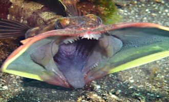 самые некрасивые подводные обитатели