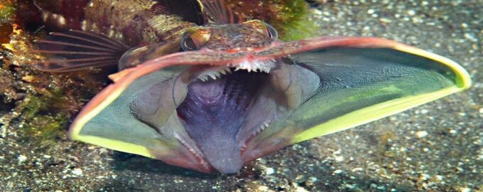самые некрасивые подводные обитатели