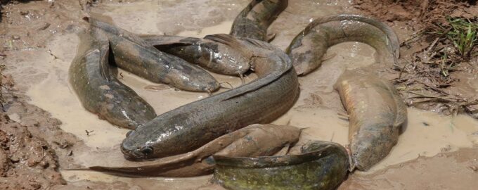 рыба впадает в спячку на несколько лет