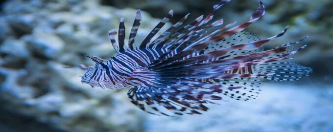 внешний вид рыбы лев