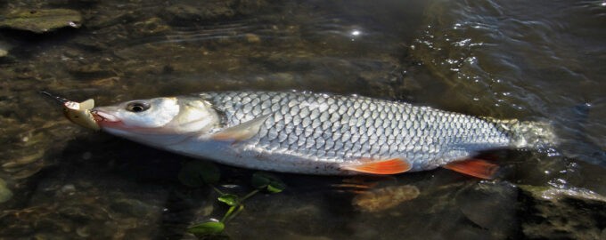 очень крупный язь