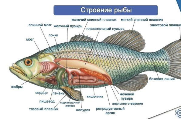 особенности строения рыбы 