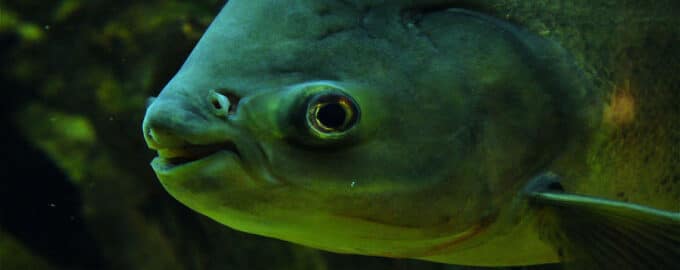 как выглядят хордовые рыбы