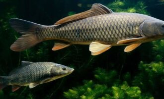 сазан в естественной среде обитания