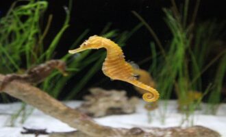 как выглядит морской конек