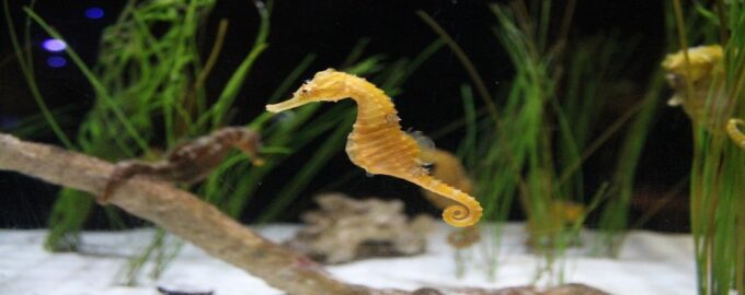 как выглядит морской конек