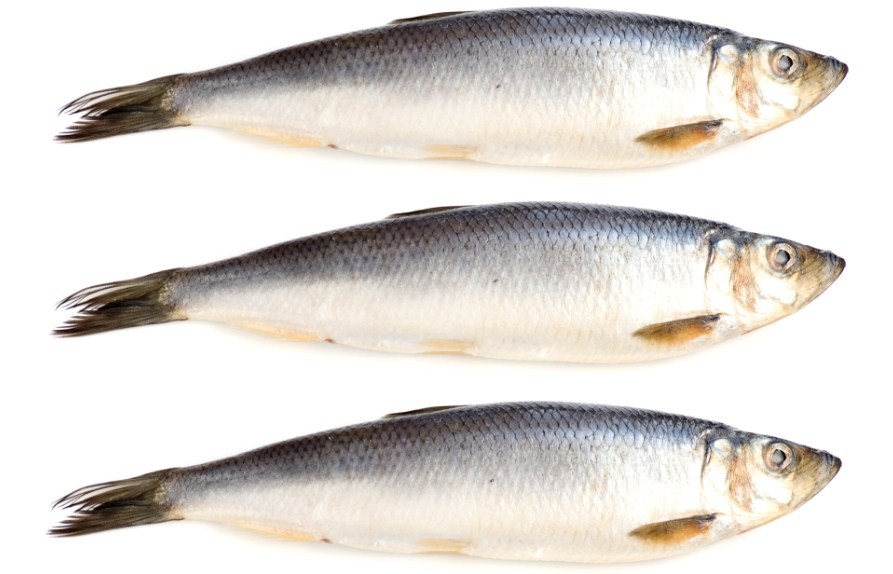 внешний вид сельди 