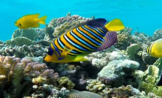 щетинозубые рыбы плавают задом наперед