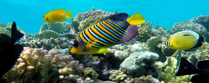 щетинозубые рыбы плавают задом наперед