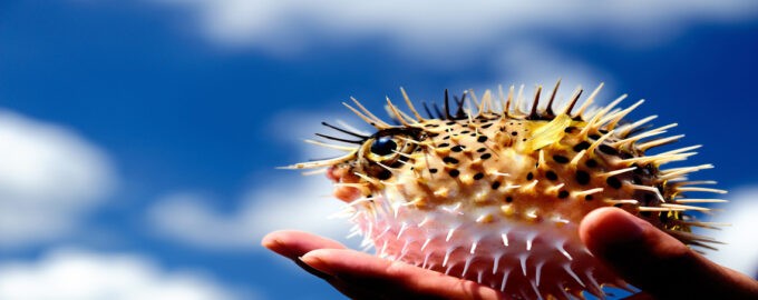 рыба шар или известное фугу