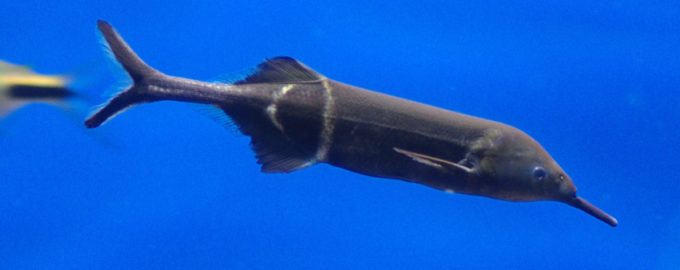 аквариумный слоник