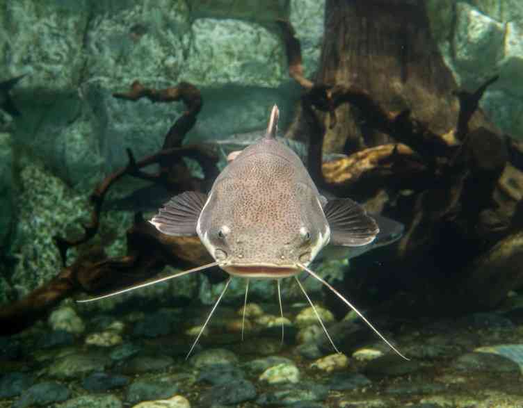 большой сом в воде