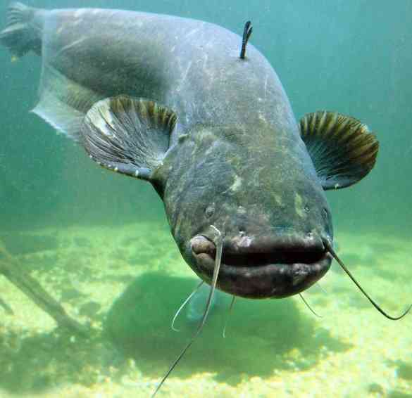крупный сом