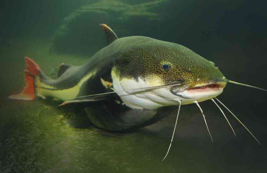 большой сом