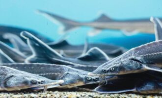 небольшие стреляди