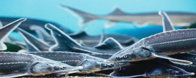 небольшие стреляди