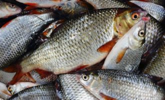 улов плотвы