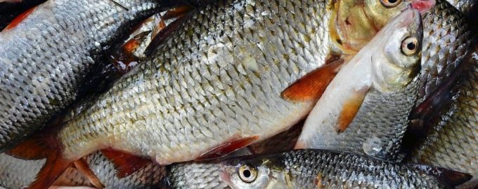 улов плотвы