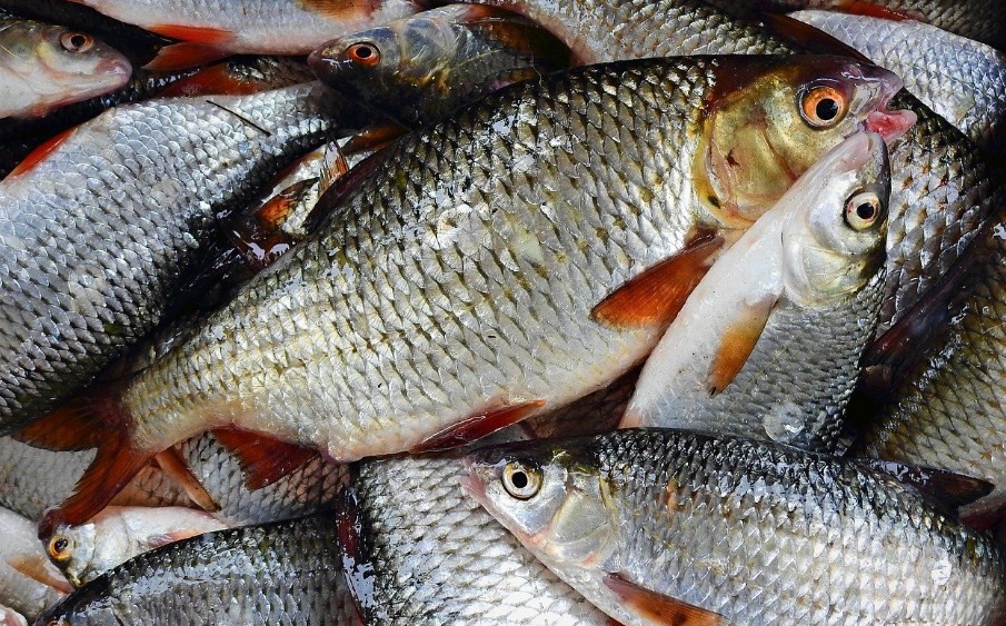 улов плотвы