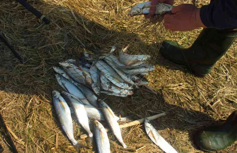 рыба чехонь