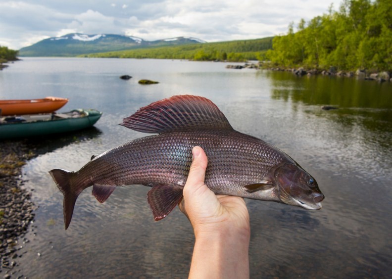 как ловить хариуса 
