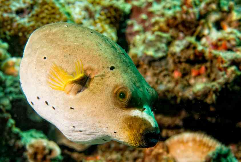 особенности рыбы фугу