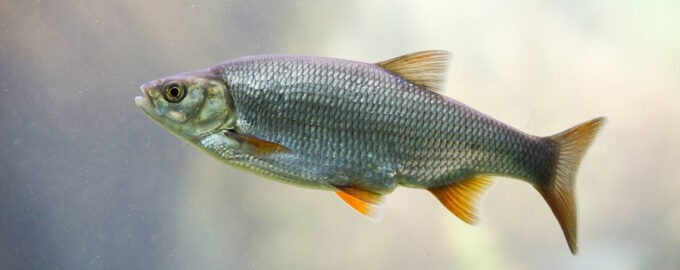 вобла плавает в воде