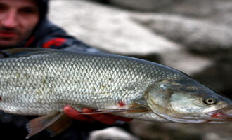 особенности строения рыбы жерех
