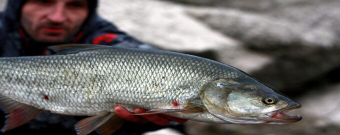 особенности строения рыбы жерех