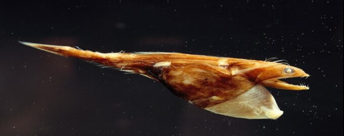 глубоководный обитатель живоглот